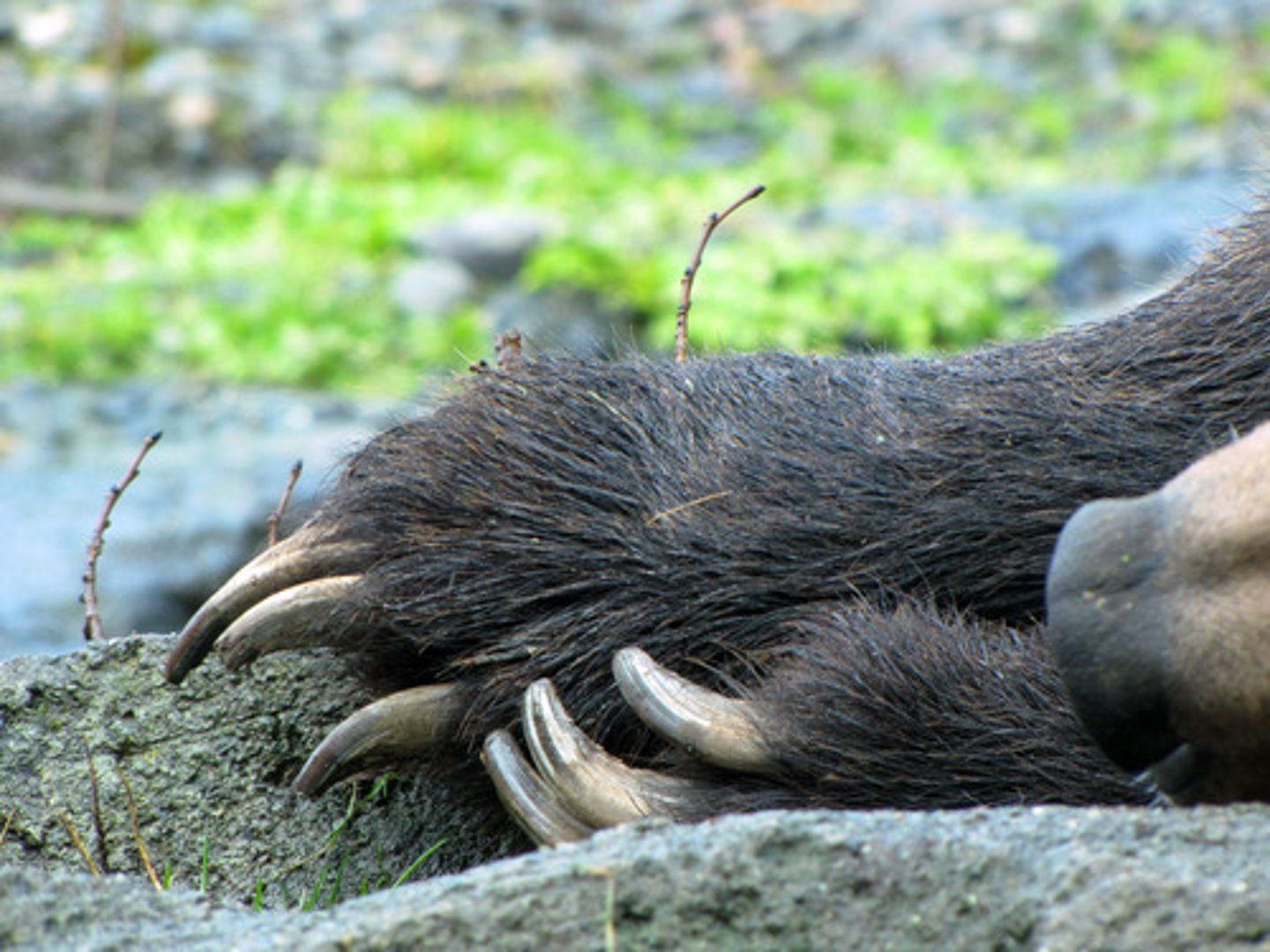 <p>griffes</p>