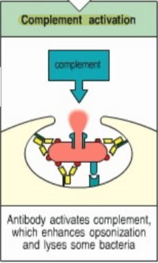 <p>antibody activates a complement, which enhances opsonization and lyses some bacteria</p>