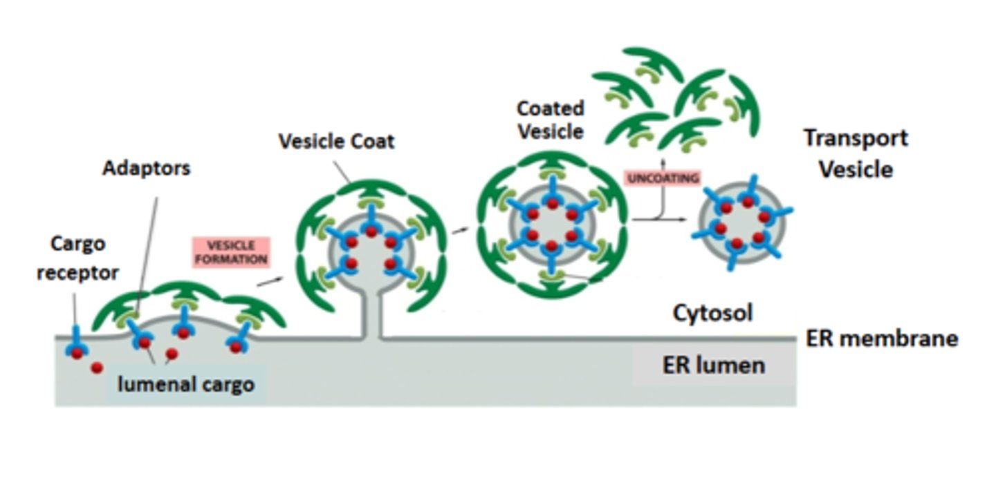 <p>1. cargo receptors bind to the lumenal protein (cargo) to be transported</p><p>2. cargo adaptors bind to the sorting signal in the cytosolic tails of the cargo receptors ( or other trasmembrane proteins transported as cargo)</p><p>3. coat proteins bind cargo adaptors shaping the membrane into a vesicle</p><p>4. the fully formed cot drives the separation of the vesicle from the membrane</p><p>5. the vesicle is uncoated and ready to fuse with a target membrane</p>