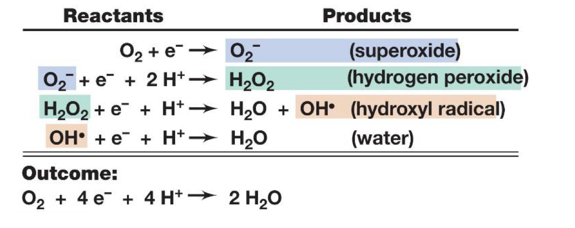 <p>What are the different toxic forms of oxygen that can be formed spontaneously in the cell?</p>