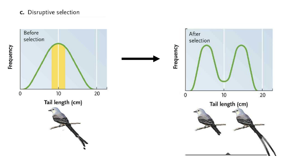 <ul><li><p>Favours individuals with extreme phenotypes over intermediate forms</p></li><li><p>Selection towards one type → major change → pushes for both extremes</p></li></ul><p></p>
