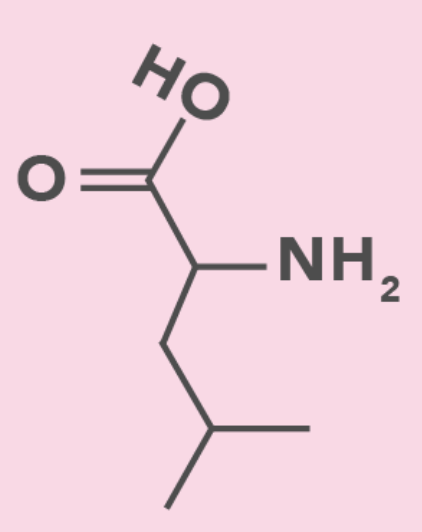 <ul><li><p>Aliphatic (Nonpolar)</p></li><li><p>Leu</p></li><li><p>Same molecular weight as Isoleucine</p></li></ul><p></p>