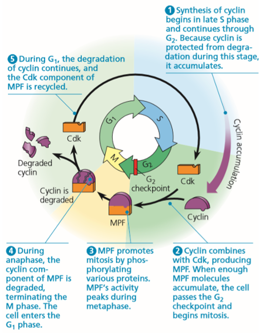 <ol><li><p>Cyclin B synthesized in S and G2.</p></li><li><p>Cyclin B binds CDK1 making MPF</p></li><li><p>MPF phosphorylates proteins during M phase </p></li><li><p>Cyclin B is degraded in anaphase.</p></li></ol><p></p>