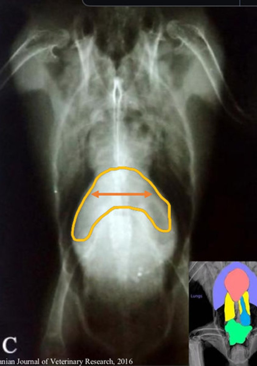 <p>Iron storage disease (Hemochromatosis)</p><p>What species are predisposed and why?</p><p>Clinical signs?</p><p>Dx?</p><p>Tx?</p>