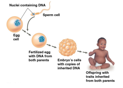 <p>Genes</p>