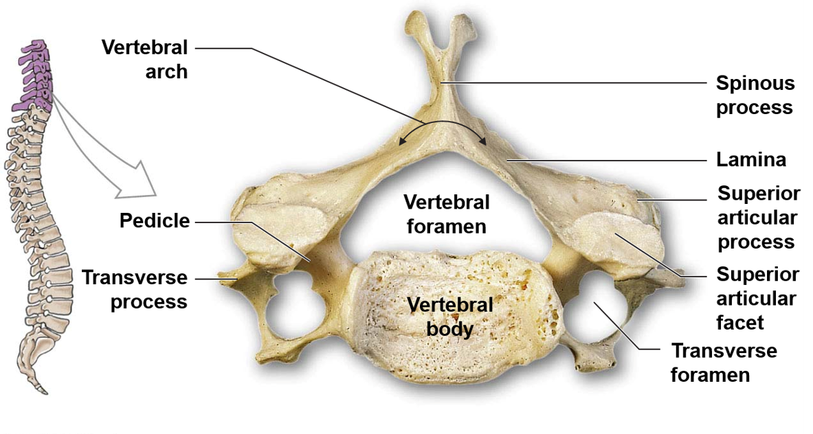 <p>The four features of cervical vertebrae are an oval and concave vertebral body, a large vertebral foramen, additional transverse foramina for blood vessels to the brain, and a spinous process with a V-shaped tip.</p>