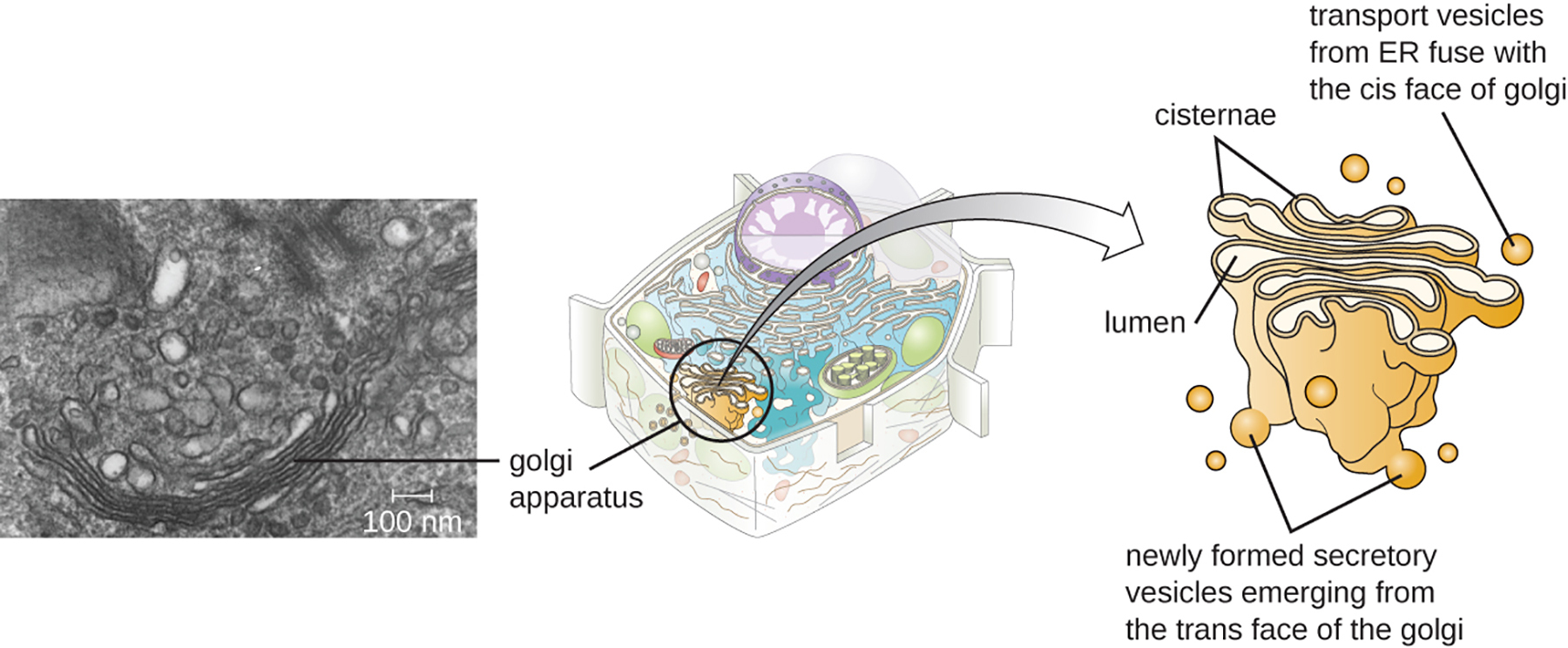 <p><strong>Q:</strong> What is the Golgi apparatus composed of?</p>