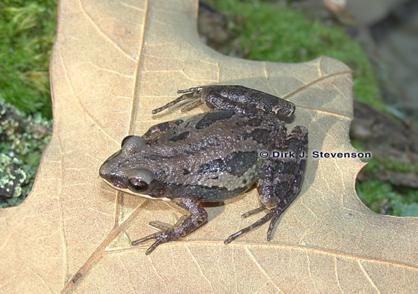 <p>southern chorus frog habitats/range</p>