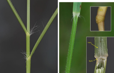 <p>Small bunchgrass with long hairs at the collar, ciliate ligule, with drying tips</p>