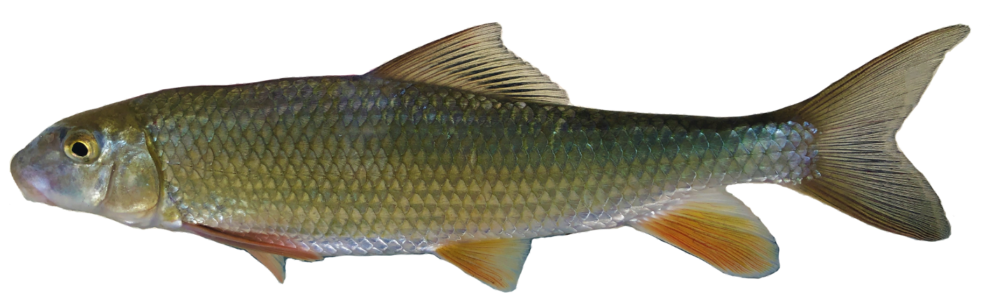 <p><span>Lateral Line Scale Counts - 43 or less</span></p>