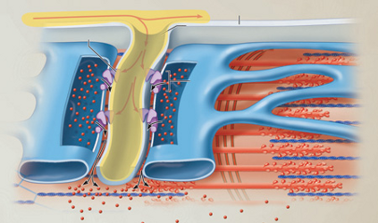 <p>The action potential propagates along the sarcolemma. As the action potential spreads down the T tubules of the triads, voltage-sensitive tubule proteins change shape.</p><p>How does the shape change of these proteins lead to contraction?</p><p></p><p>It allows calcium to exit the cytoplasm and enter the cisterns.</p><p>It facilitates ACh's binding to the sarcolemma.</p><p>It permits calcium to exit the cistern and enter the T tubule.</p><p>It allows calcium to exit the sarcoplasmic reticulum and enter the cytosol</p>