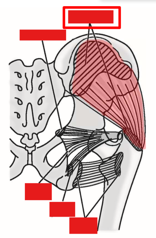 <p>Describe M. Gluteus medius. Origin, Insertion, Action</p>