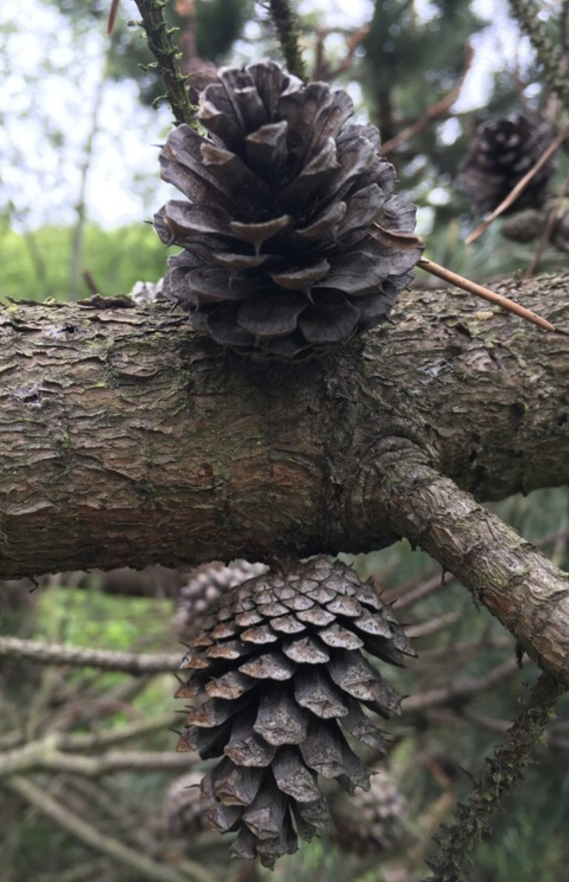 <p>identify by cone</p>