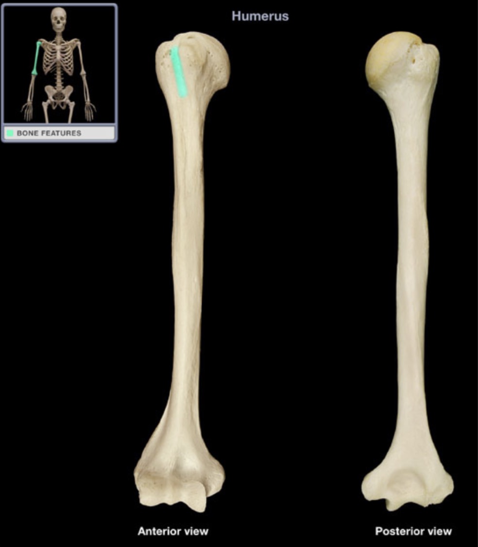 <p><span style="font-family: Arial, sans-serif; color: rgb(45, 59, 69)">groove between the greater and lesser tubercles of the humerus</span></p>