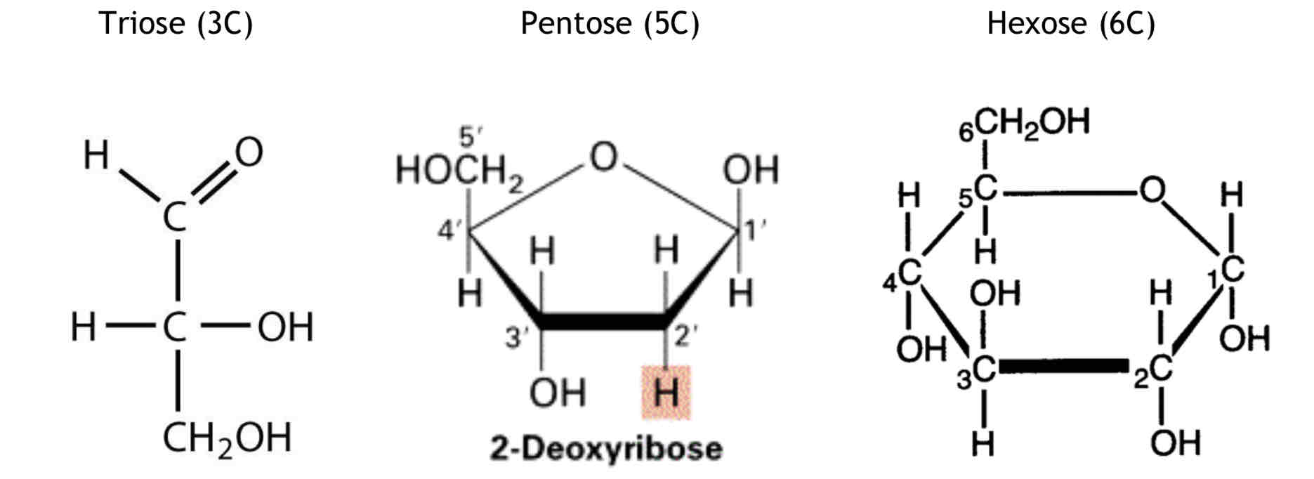 <p>What are the functions of these Monosaccharides?</p>