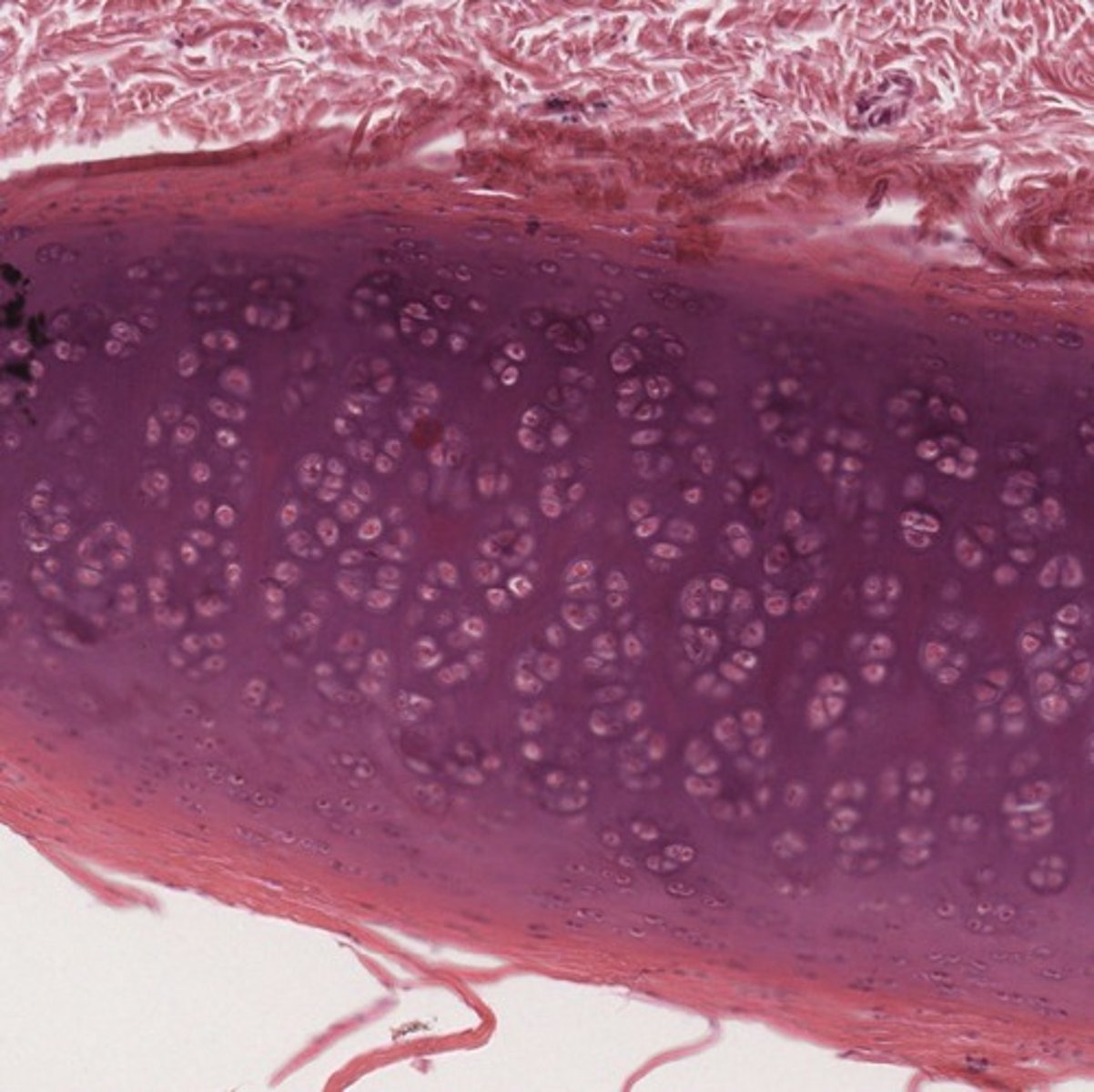 <p>This tissues is an example of what type of Cartilage?</p><p>What type of cells are present?</p><p>What organ is this from?</p>