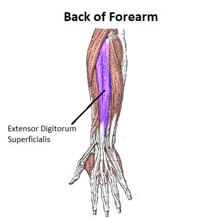 What is this muscle?