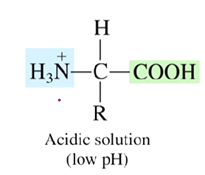 <p>A positive charge</p>