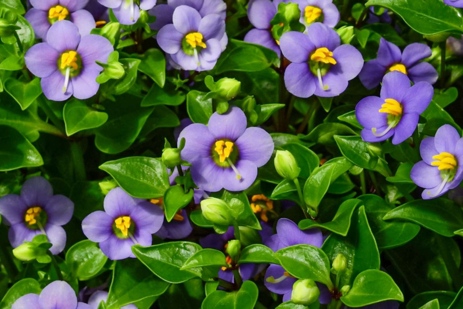 <p>Persian Violet</p>