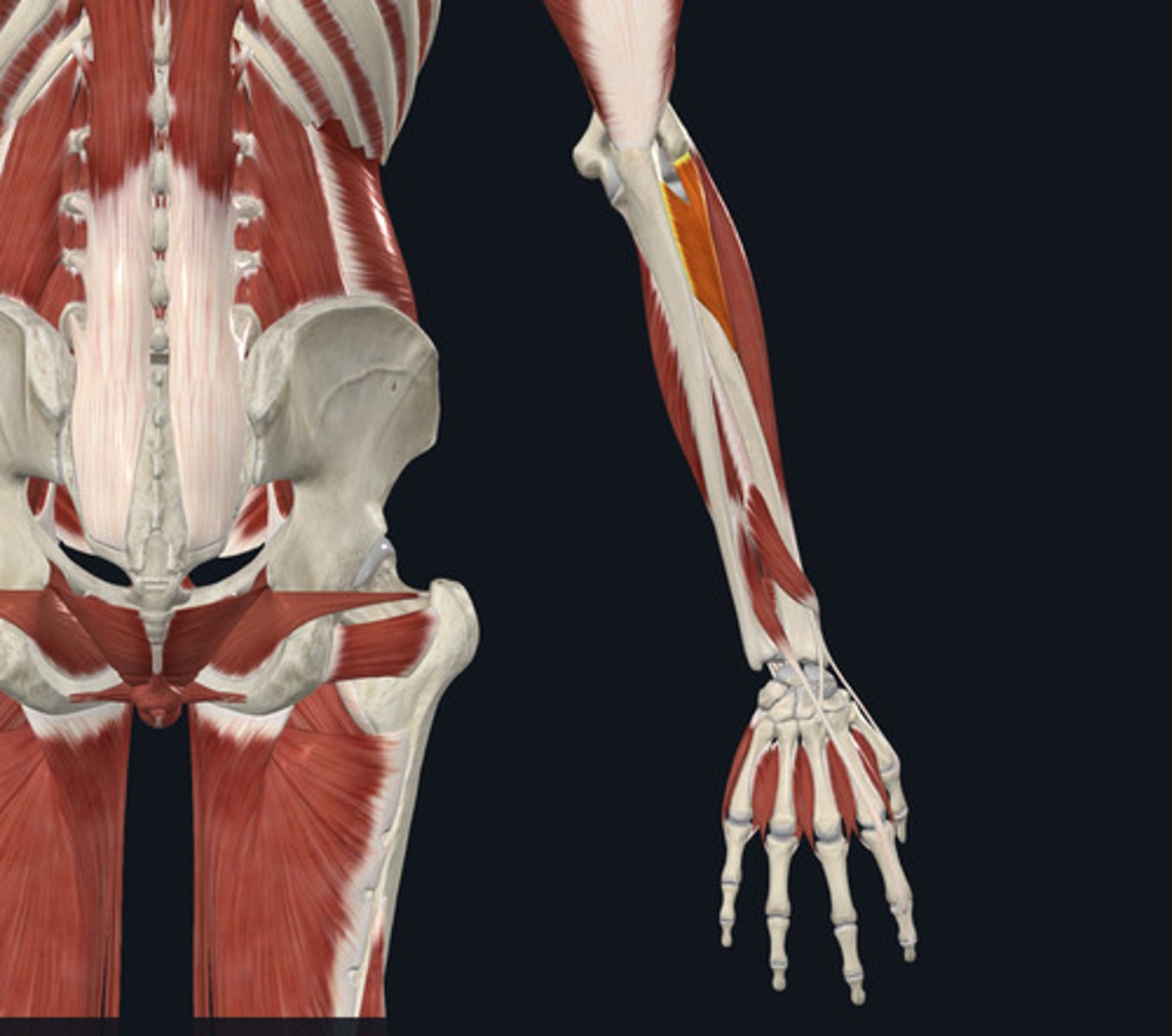 <ul><li><p><u>Origin:</u>&nbsp;<strong>Humerus</strong>, ulna</p></li><li><p><u>Insertion:</u>&nbsp;Radius</p></li><li><p><u>Action:</u>&nbsp;Forearm supination</p></li></ul><p></p>