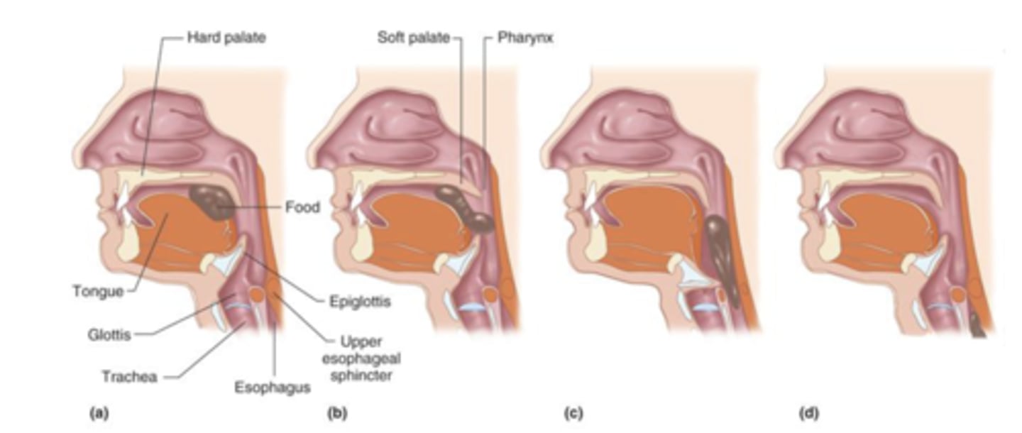 <ul><li><p><span style="color: yellow"><strong>buccal phase/ oral transit phase (voluntary)</strong>=</span>=&gt; tongue moves upwards &amp; backwards against the hard &amp; soft palate to push bolus into oropharynx</p></li><li><p><span style="color: yellow"><strong>pharyngeal phase (involuntary)</strong></span><span style="color: blue"><strong> </strong></span>==&gt; push bolus thru pharynx &amp; into esophagus via : bolus movement in oropharynx stimulates oropharyngeal receptors --&gt; signals deglutician center in medulla oblongata &amp; lower pons --&gt; stimulate soft palate &amp; uvula to close off nasopharynx + epiglotiss to seal off larynx (prevents bolus from entering respiratory tract) --&gt; upper esophageal sphincter relaxes --&gt; bolus enters esophagus --&gt; upper esophageal sphincter contracts to reduce backflow into pharynx</p></li><li><p><span style="color: yellow"><strong>esophageal stage (involuntary)</strong></span> ==&gt; bolus pushed onward via perstalsis --&gt; lower esophageal sphincter relaxes --&gt; bolus exits esophagus (enters stomach)--&gt; lower esophageal sphincter contracts to reduce backflow</p></li></ul><p></p>