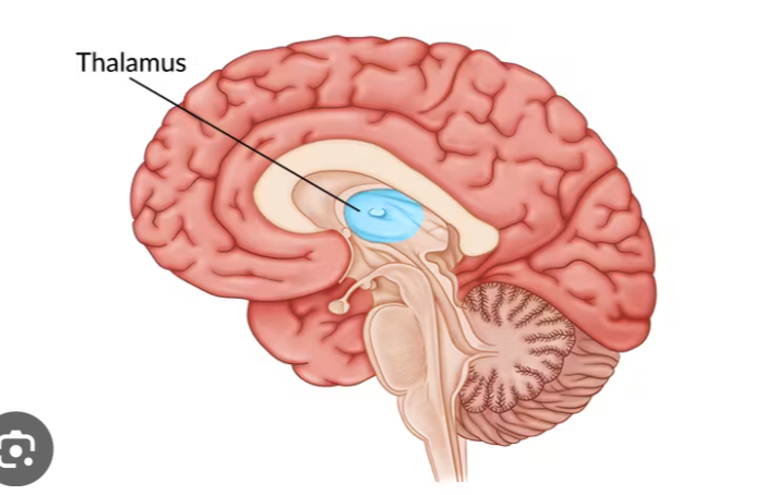 <p>Thalamus </p>