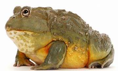 <p>Pyxicephalus adspersus</p>