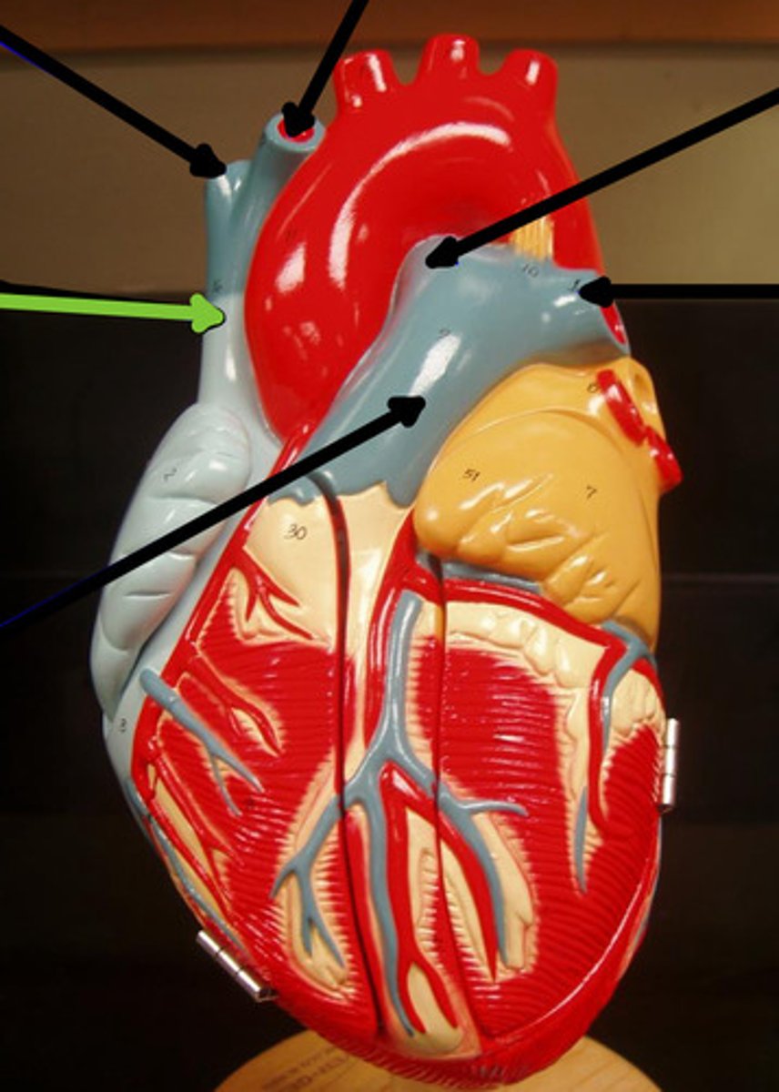 <p>Name the structure and function</p>