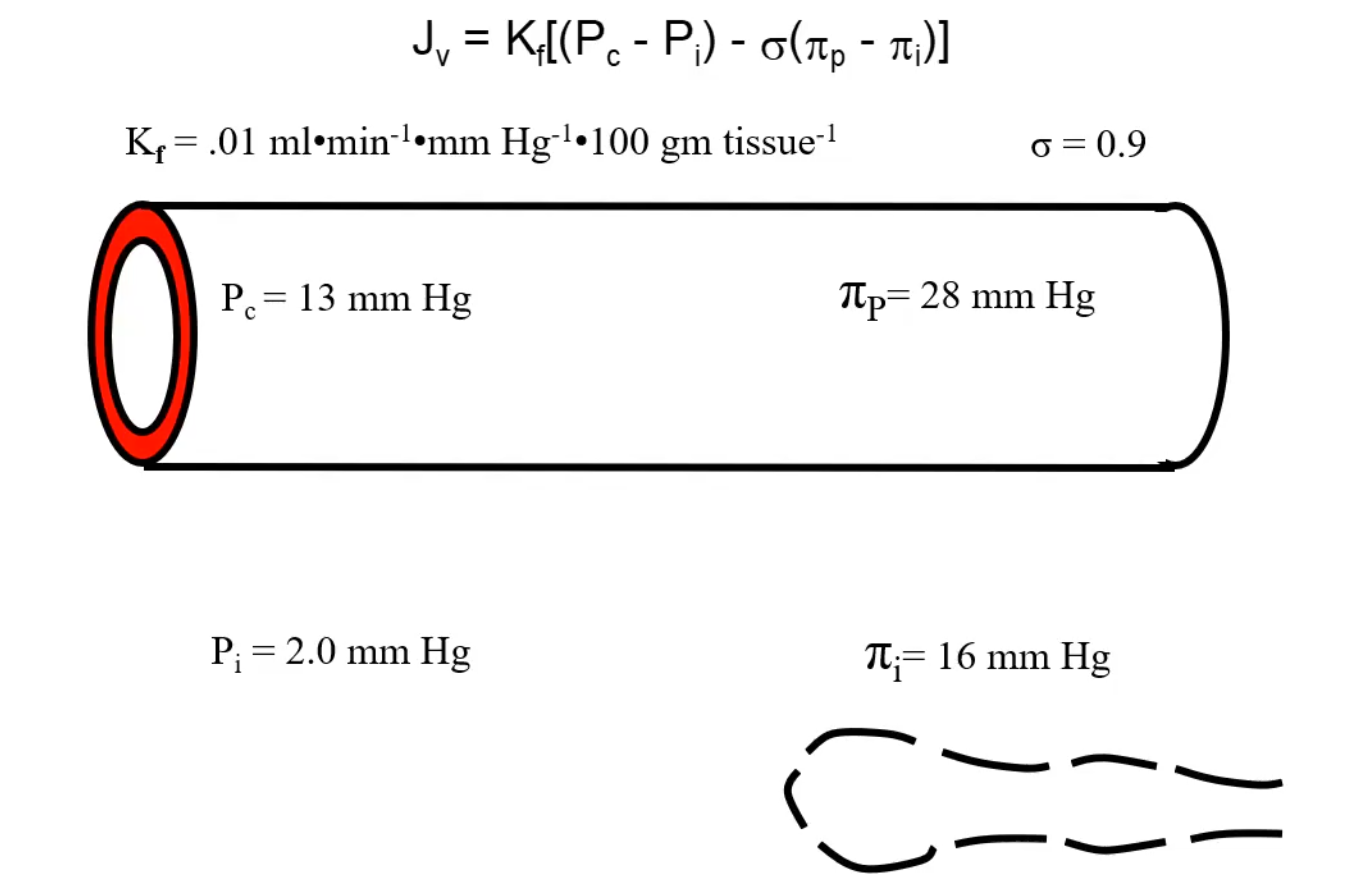 <p>Calculate net filtration pressure:</p>