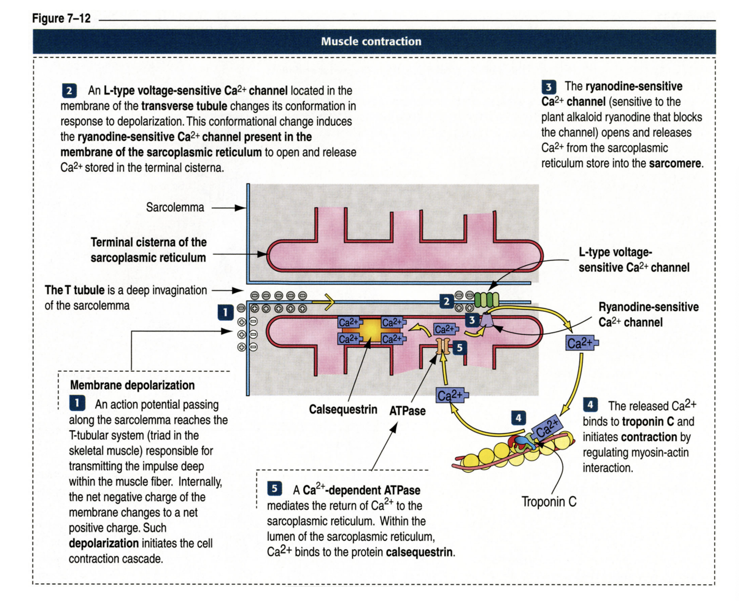 <p><span style="background-color: transparent;"><strong><span>The Calcium Release Mechanism:</span></strong></span></p><ol><li><p><span style="background-color: transparent;"><span>An action potential travels down the T-tubule.</span></span></p></li><li><p><span style="background-color: transparent;"><span>This activates </span><strong><span>L-type voltage-sensitive Ca²⁺ channels</span></strong><span> (also known as DHPR) in the T-tubule membrane.</span></span></p></li><li><p><span style="background-color: transparent;"><span>A conformational change in the L-type channel physically triggers the </span><strong><span>Ryanodine-sensitive Ca²⁺ channels</span></strong><span> (RyR) on the SR to open.</span></span></p></li><li><p><span style="background-color: transparent;"><span>Calcium is released from the SR stores into the cytosol of the muscle cell.</span></span></p></li></ol><p></p>