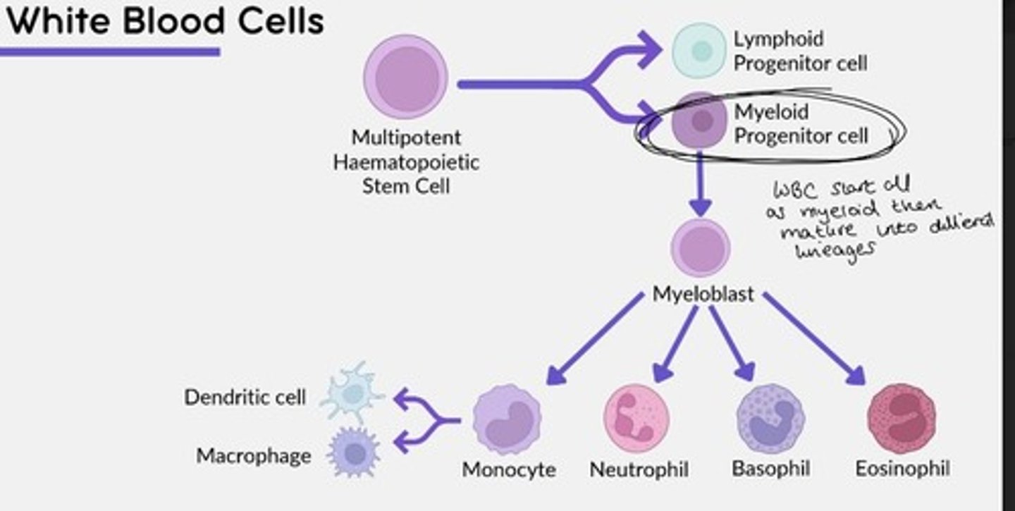 <p>Myeloid</p>