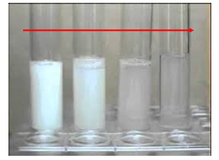 <p>What happens during this practical?</p>