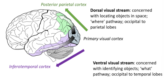 <ul><li><p>Concerned with identifying objects</p></li><li><p>‘What’ pathway</p></li><li><p>Occipital to temporal lobes</p></li><li><p>Information travels along the <strong>posterior parietal cortex</strong></p></li></ul><p></p>