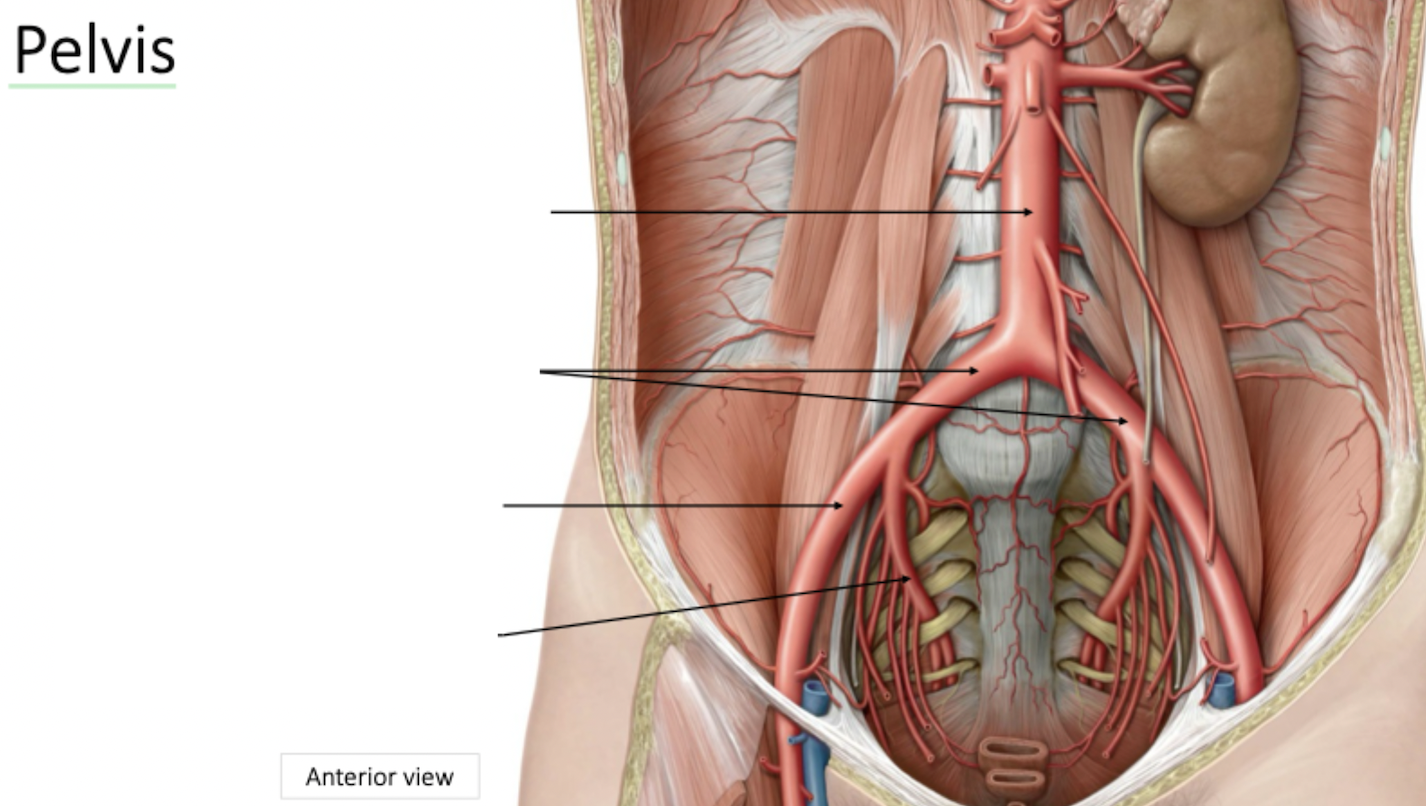 <p>Pelvis Arterial Blood Supply</p>