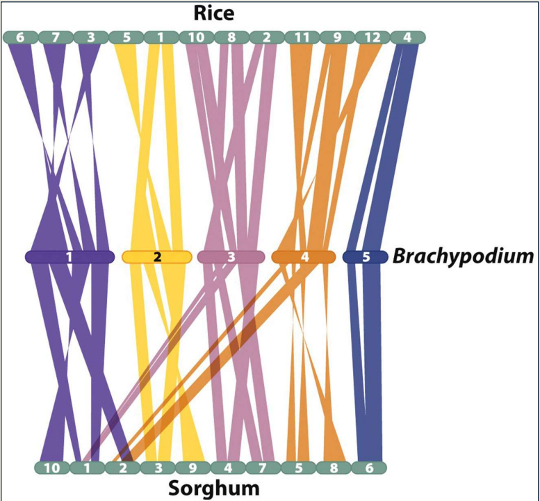 Co-linearity btwn related genomes 
- Genomes are descended from a common ancestor 
- Genomes break apart and fuse with different pieces
-- Part of speciation 
-- Break locations are reused over time 