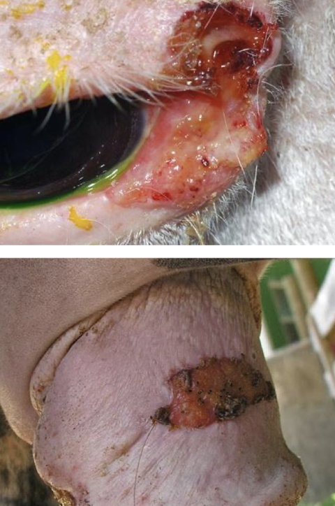 <p>Caused by UV exposure, papillomavirus infection, or chronic irritation (smegma is carcinogenic). Affects unpigmented skin, mucocutaneous junctions—especially periocular and penile areas </p>