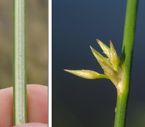 <p>Juncaceae, Rushes</p>