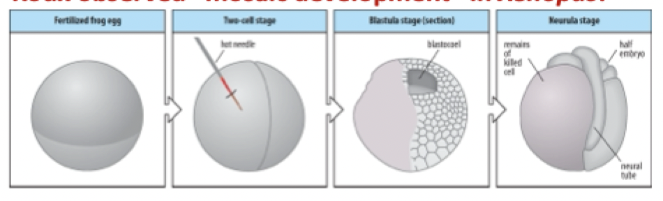 <p><strong>Is roux experiment consistent w/ nuclear determination?</strong></p><p>Frog embryo, impaled one of the two embryos with a hot needle, killing one of the cells</p><ul><li><p>Die = didn’t give rise to anything</p></li><li><p>One that survived continues to form structures that are consistent with the gastrulation phase&nbsp; i.e the blastocoel and the neural tube which is the precursor for the brain, spinal cord and CNS</p><ul><li><p>In the end he did not have a full embryo, half of an embryo</p></li><li><p>This is because one of the two cells died off earlier and the other cell was unable to compensate for the loss of the other cell</p></li></ul></li></ul>