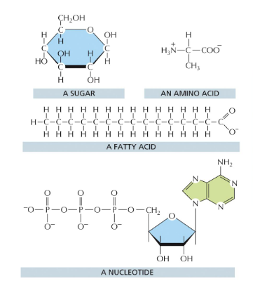 <p>monomeric building blocks or subunits</p><ul><li><p>sugars → polysaccharides, glycogen, and starch (in plants)</p></li><li><p>fatty acids → fats and membrane lipids</p></li><li><p>amino acids → proteins</p></li><li><p>nucleotides → nucleic acids</p></li></ul><p>each polymer is formed from small molecules (called monomers) linked together by <strong>covalent bonds</strong></p><p></p>