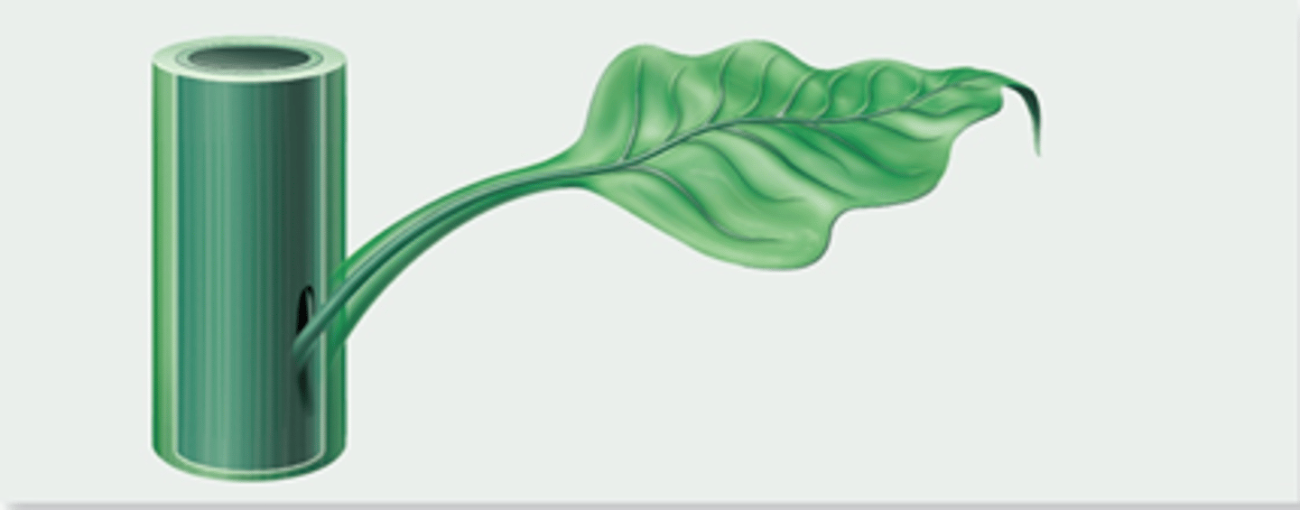 <p>A branched vein</p>