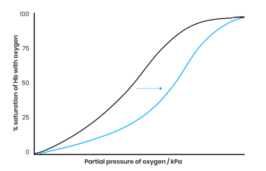 <p>Describe evidence for the Bohr effect </p>