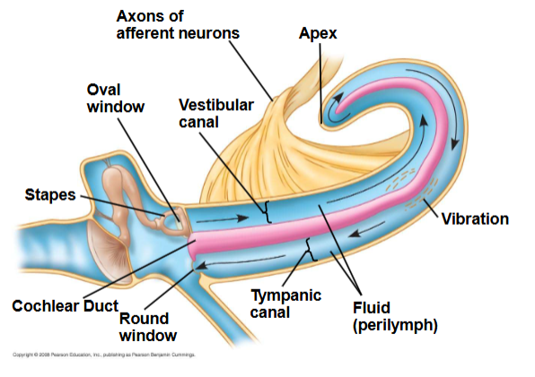 <p><span><span>Sound wave traced through ear</span></span></p>