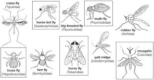 <p><span>Includes pollination, decomposition, disease vectoring, and as a food source.</span></p><ul><li><p><span>Separate niches for life stages</span></p></li><li><p><span>Adults dispersal ability: Some black flies travel &gt; 100 km!</span></p></li><li><p><span>Larvae specialize in rotting organic materials</span></p></li><li><p><span>Short generation times for many species (7-10 days)</span></p></li></ul><p></p>