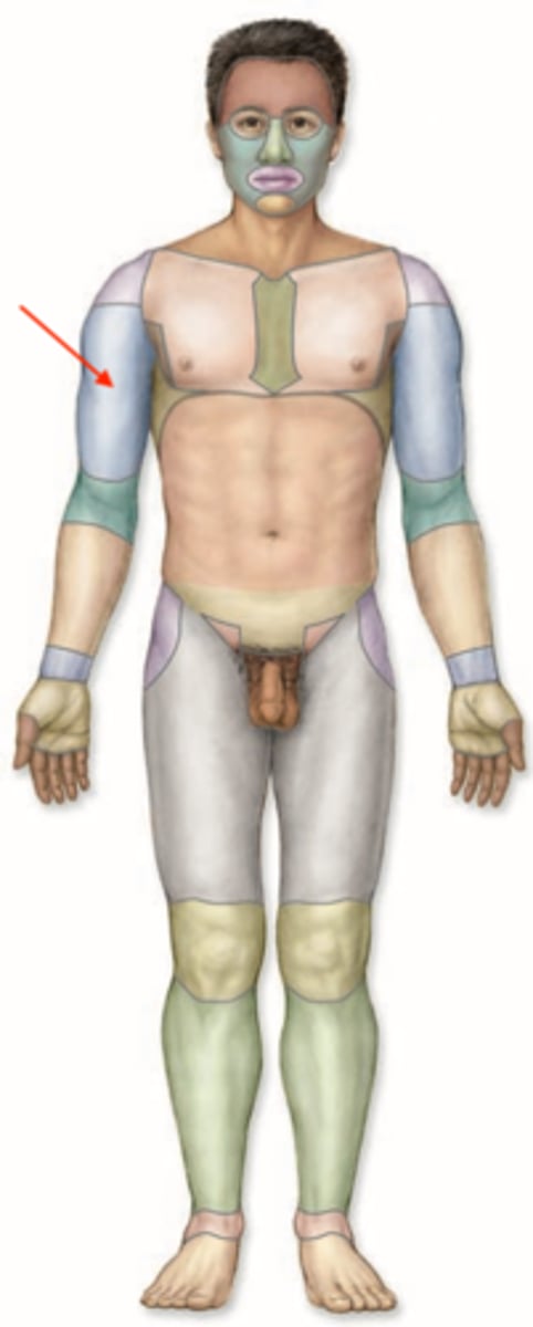 <p>The proximal area of the front legs of an animal, above the elbow joint.</p>