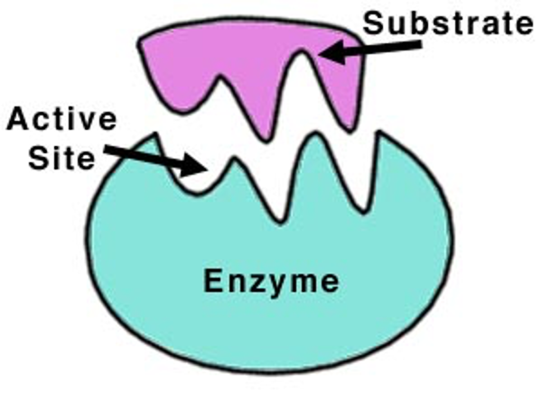 <p><span><span>Region of an enzyme where the reaction occurs. This is usually complimentary in shape to the substrate.</span></span></p>