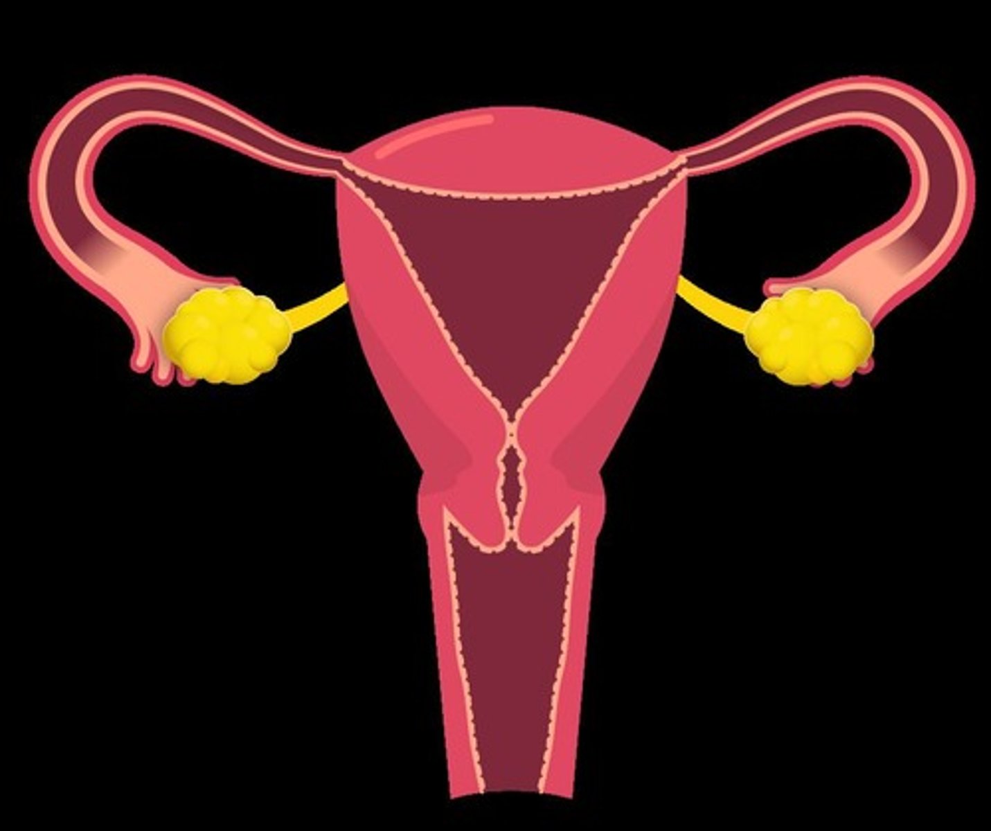 <p>Produces eggs (ova). Females have two ovaries.</p>