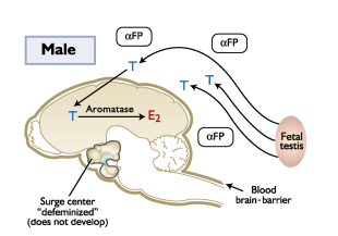 <p><span style="color: blue;"><strong>MALE</strong></span></p><ul><li><p><strong>Fetal testosterone _______ the hypothalamus</strong></p></li></ul><p></p>