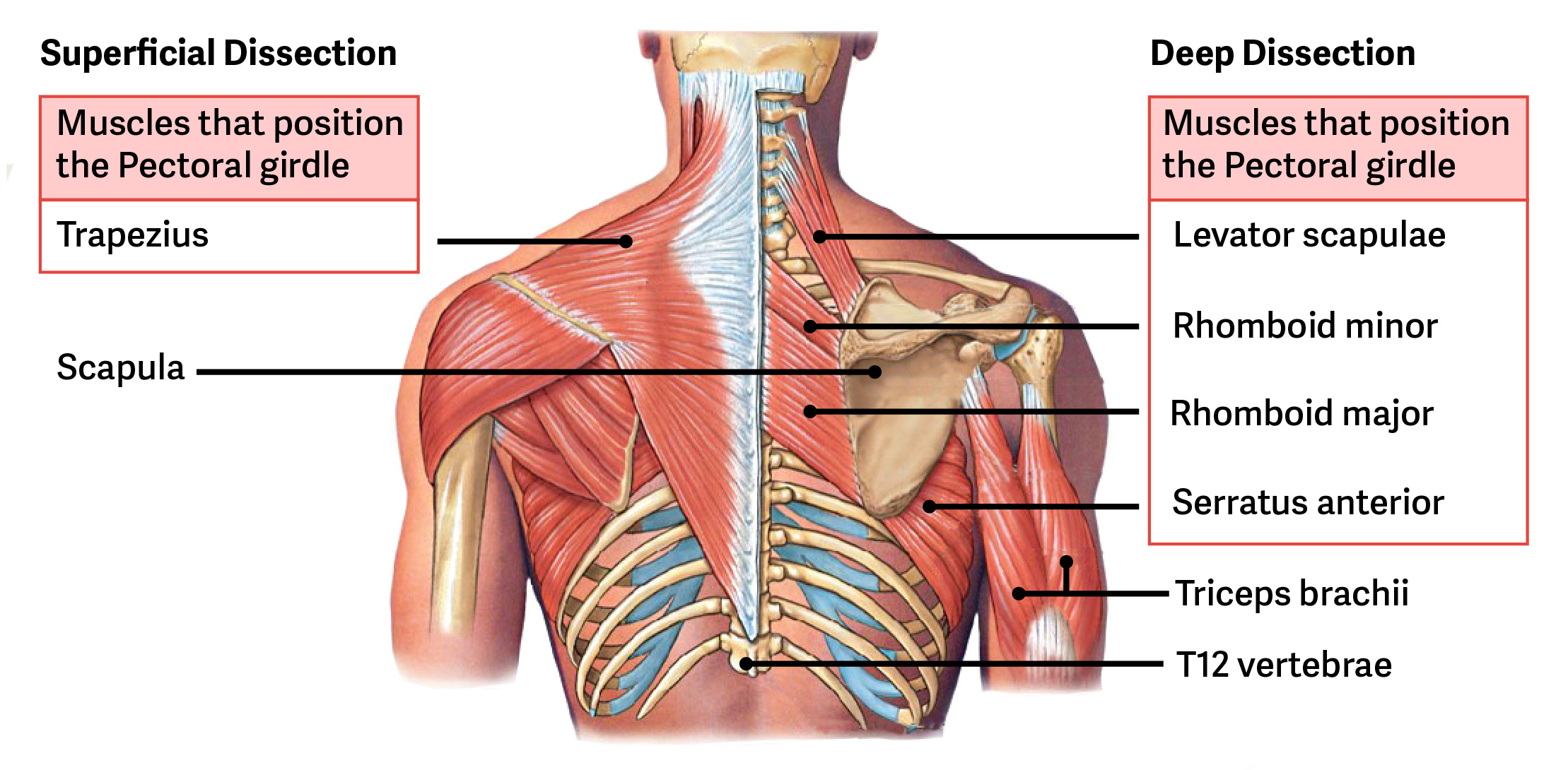 <p><span><span>Elevates scapula</span></span></p><p><span><strong><span>Origin</span></strong><span> - Transverse process of C1-4</span></span></p><p><span><strong><span>Insertion</span></strong><span> - Medial border of scapula</span></span></p>