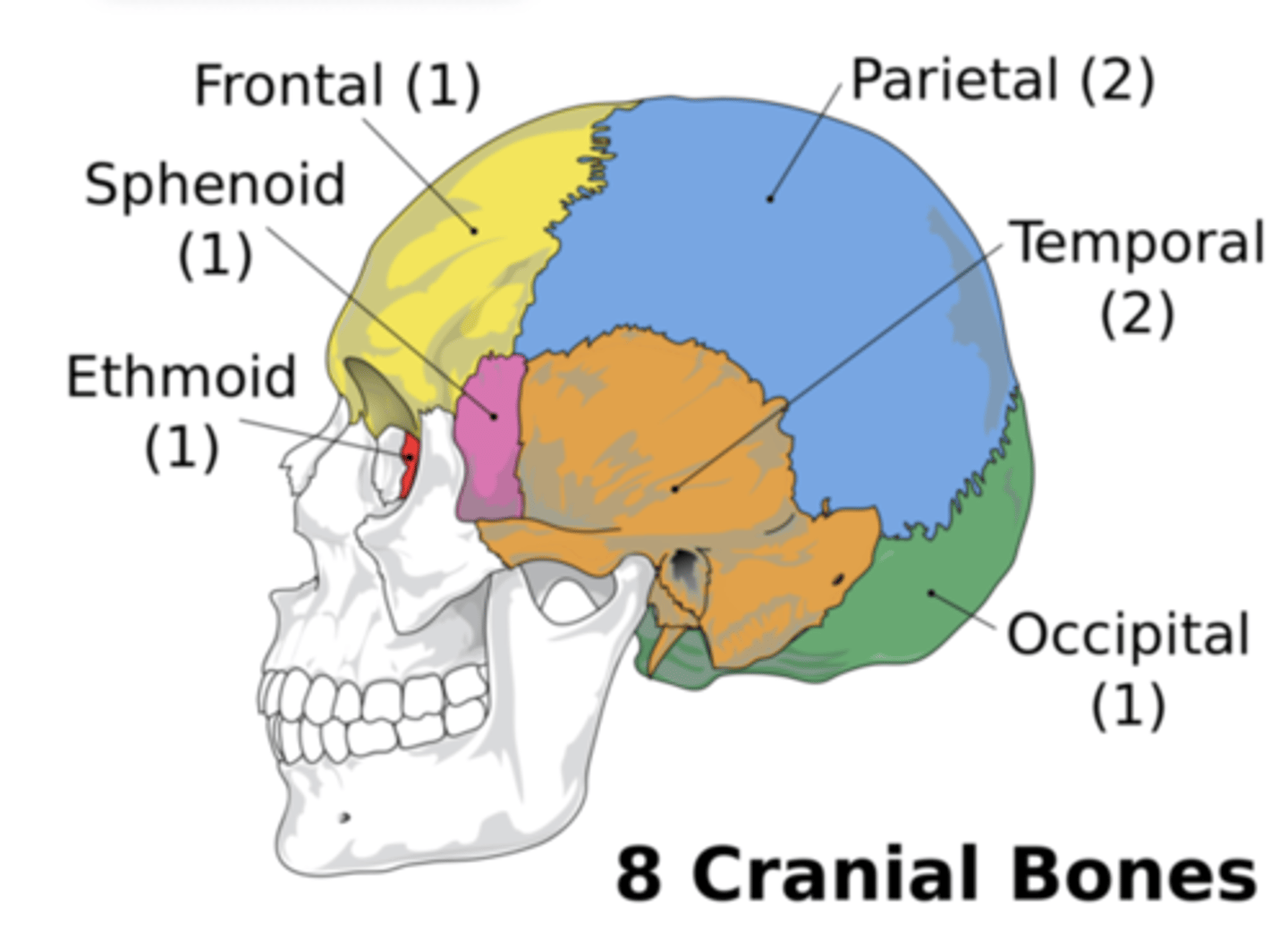 <p>Parietal (2), Occipital, Temporal (2), Sphenoid, Ethmoid.</p>