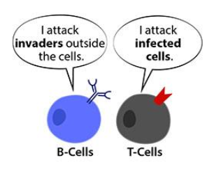 <ul><li><p>more common in lymph than in blood</p></li><li><p>longest life span (memory cells)</p></li><li><p>include: be cells (plasma and memory) and T cells (helper and killer) </p></li></ul><p></p>